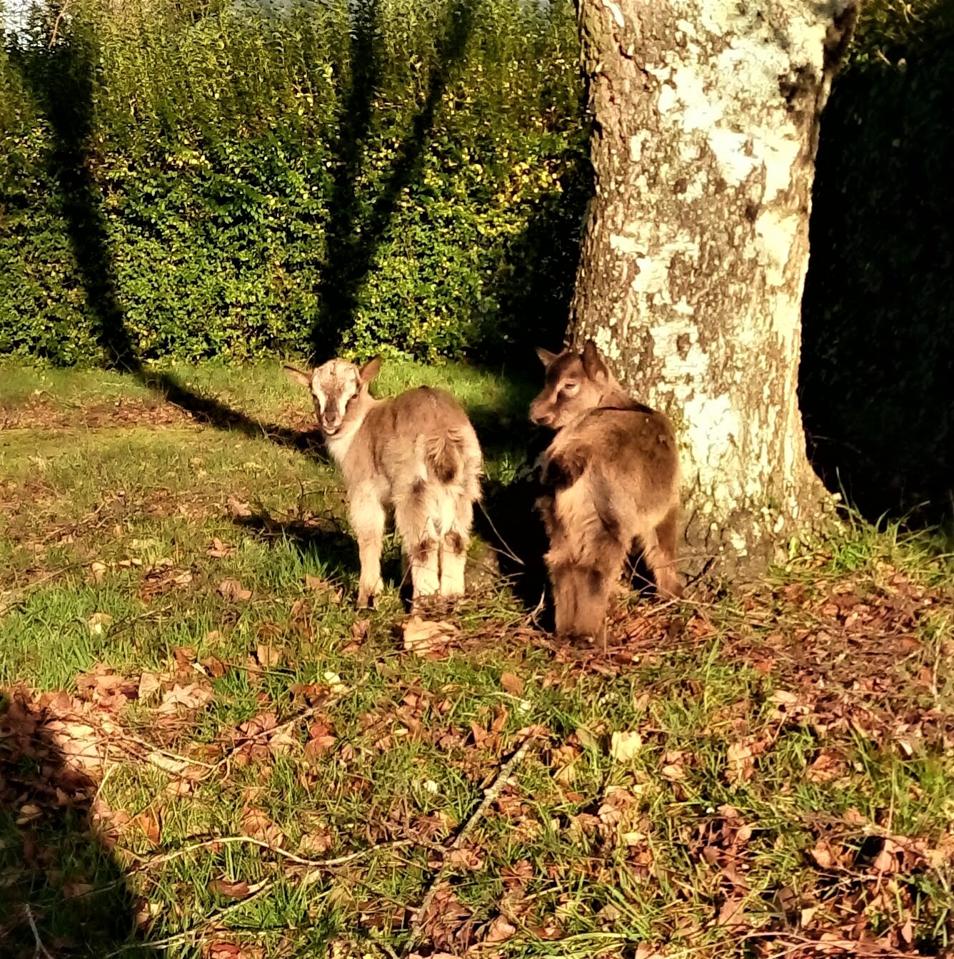 Animations camping paimpol