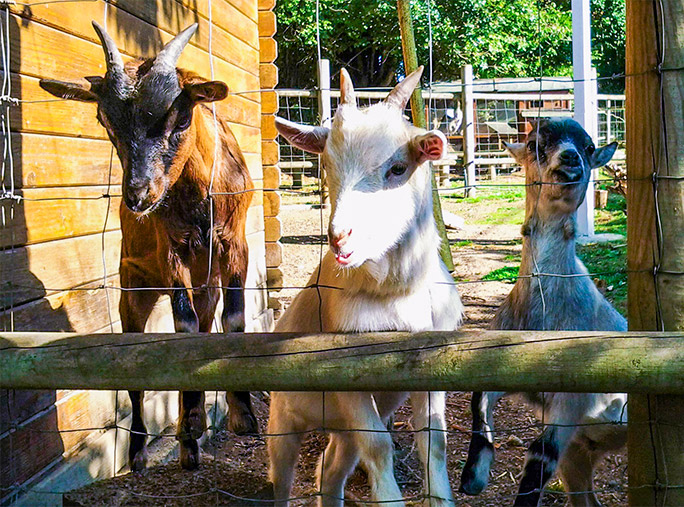 Mini-ferme camping Paimpol