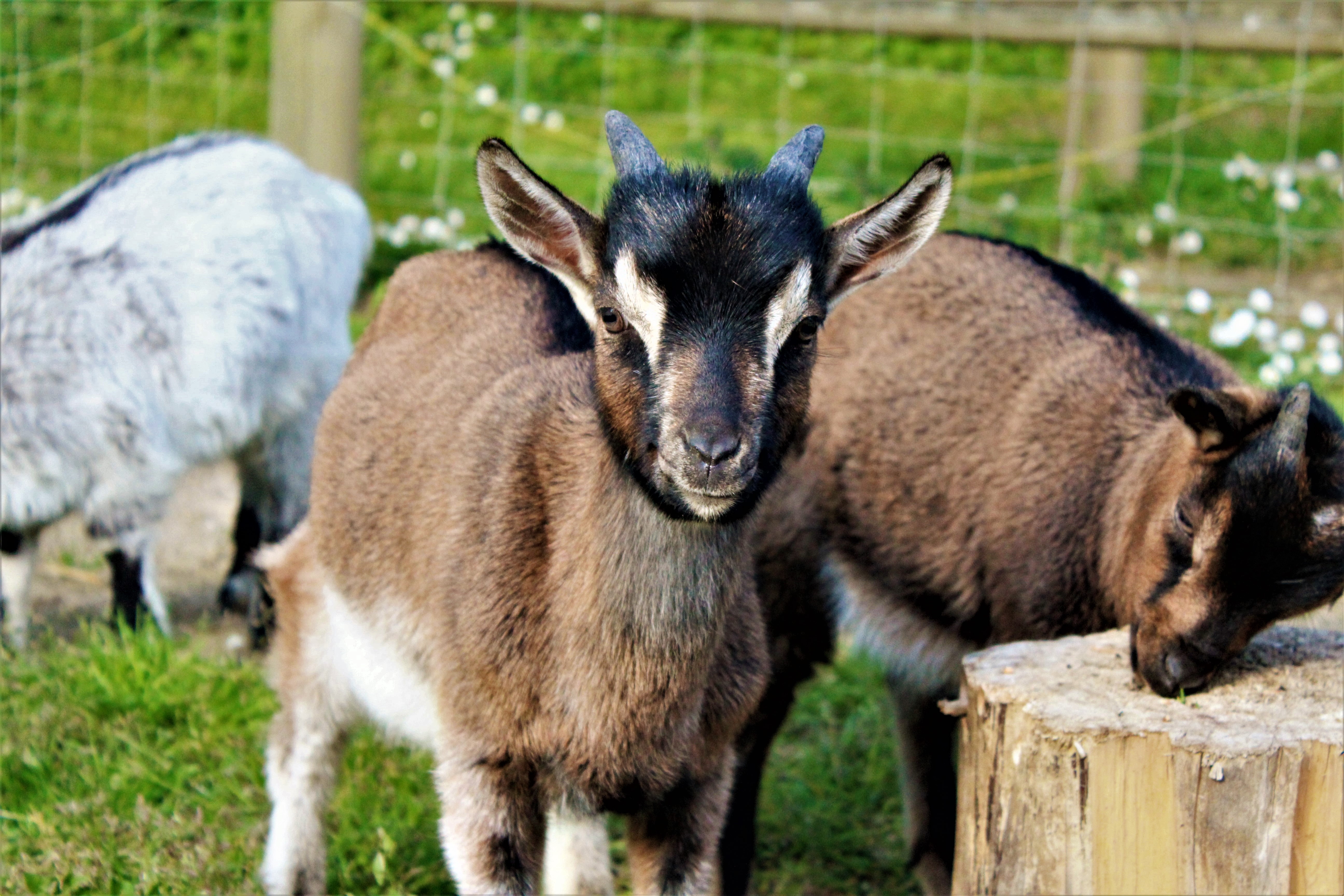 mini ferme camping cotes d'armor