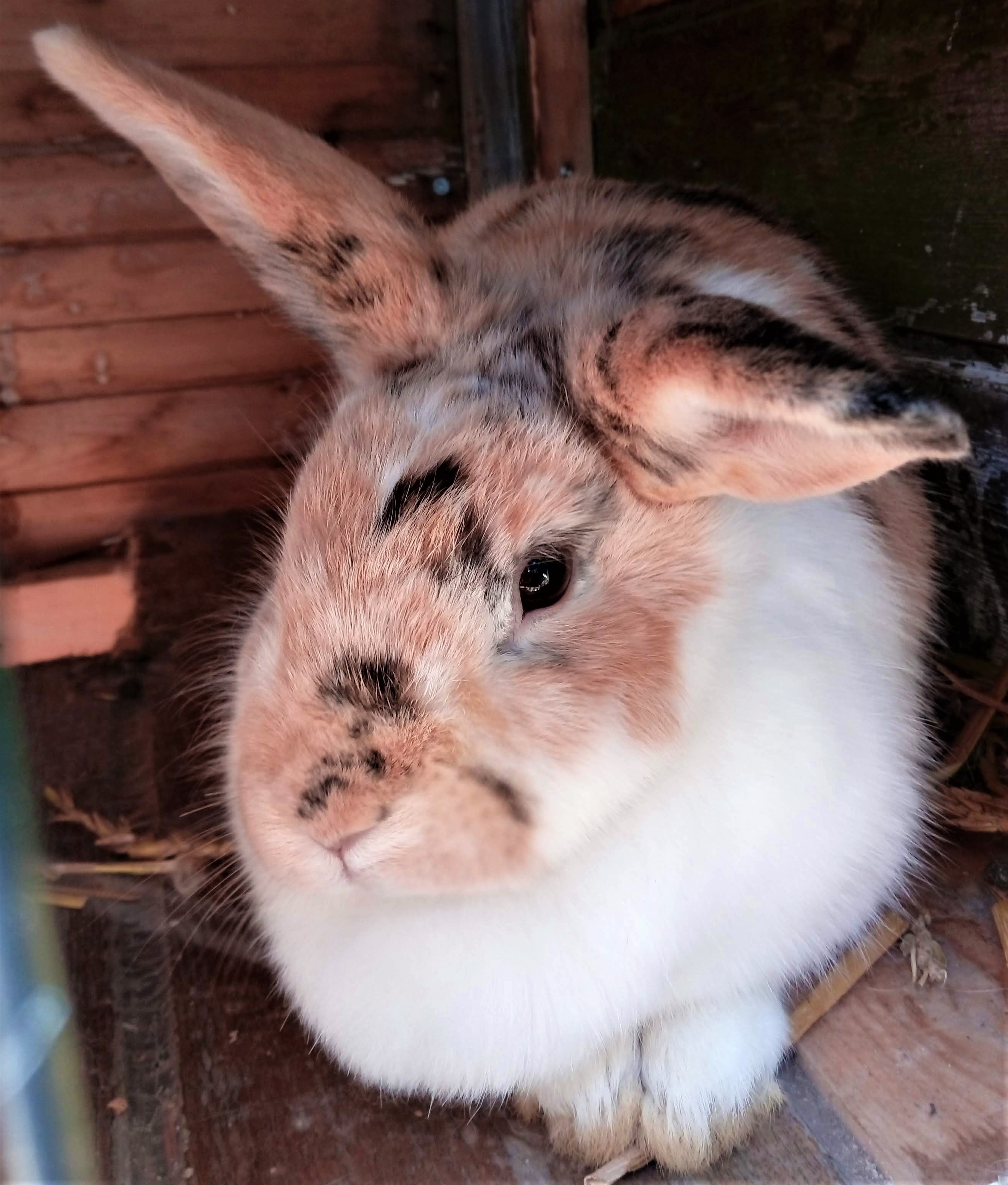 rabbit camping farm cotes armor