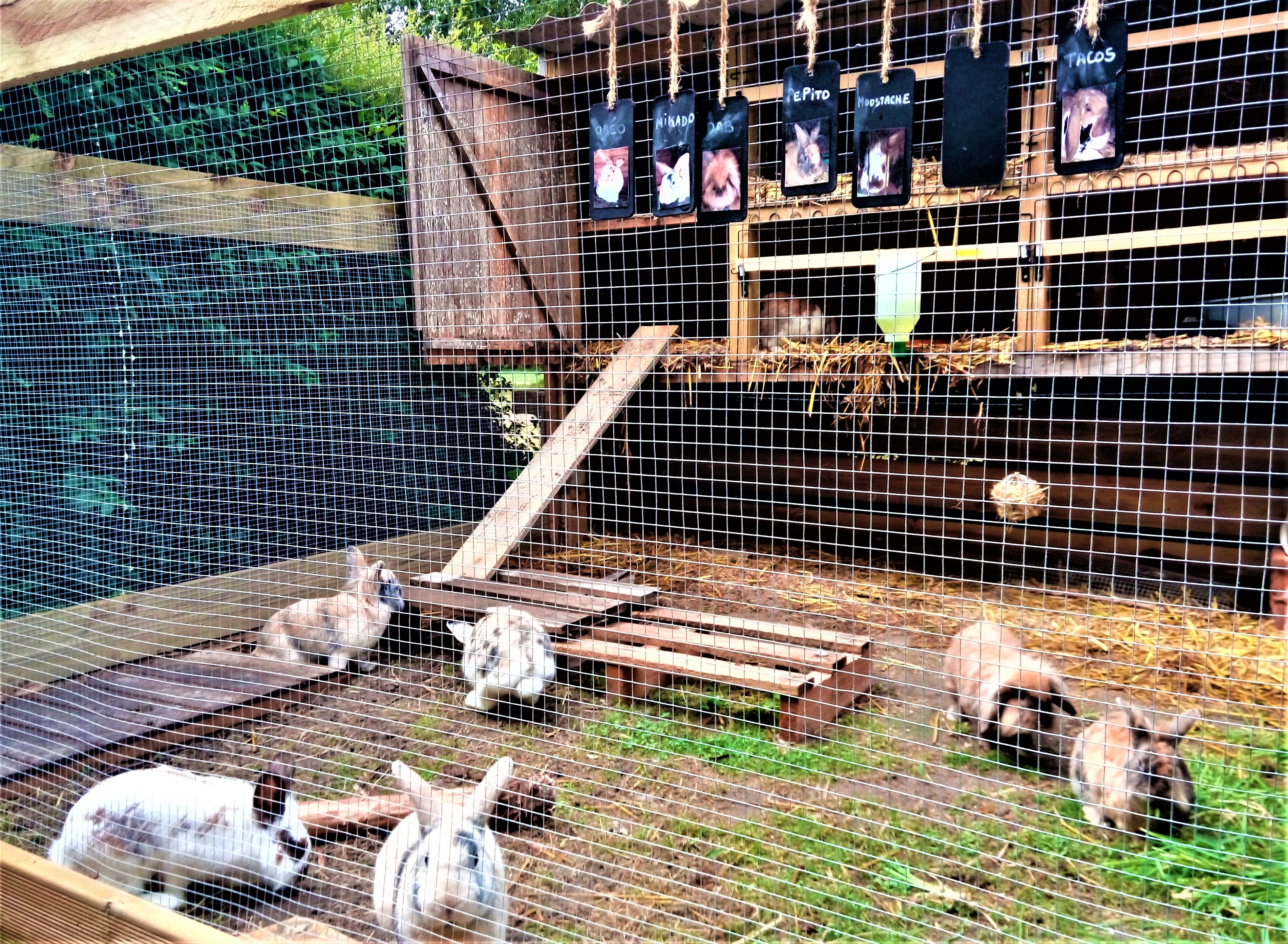 rabbits camping le neptune plouha