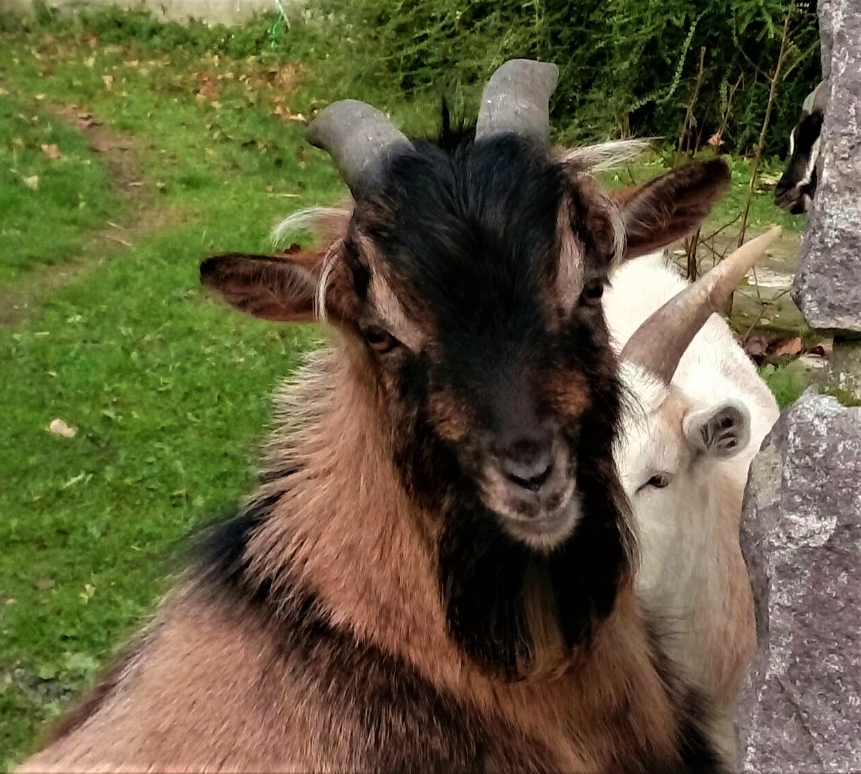 biquette camping ferme cotes armor