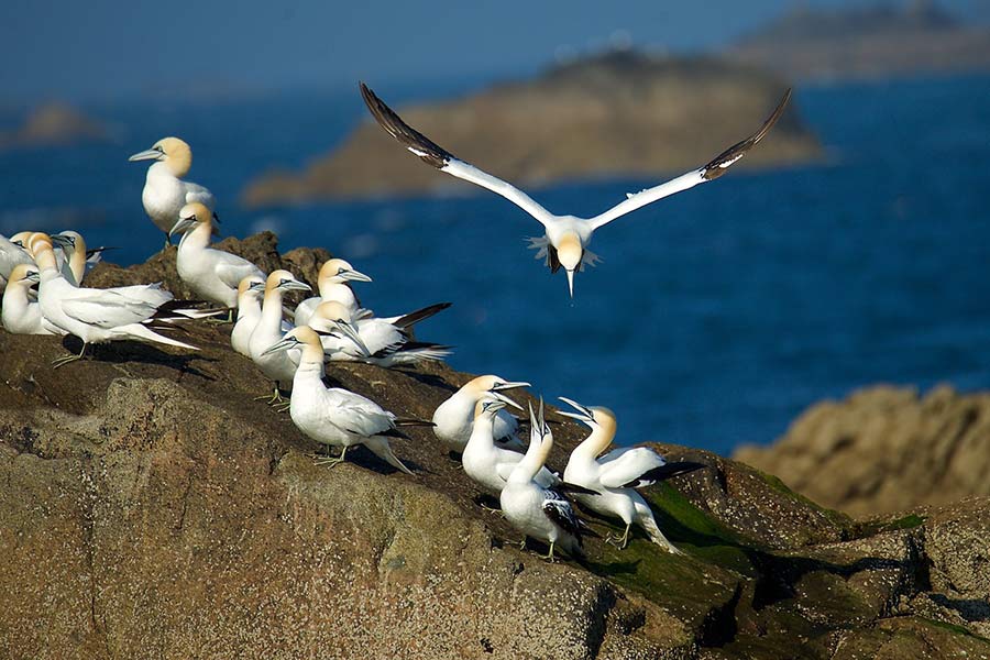 côte de granit rose beach
