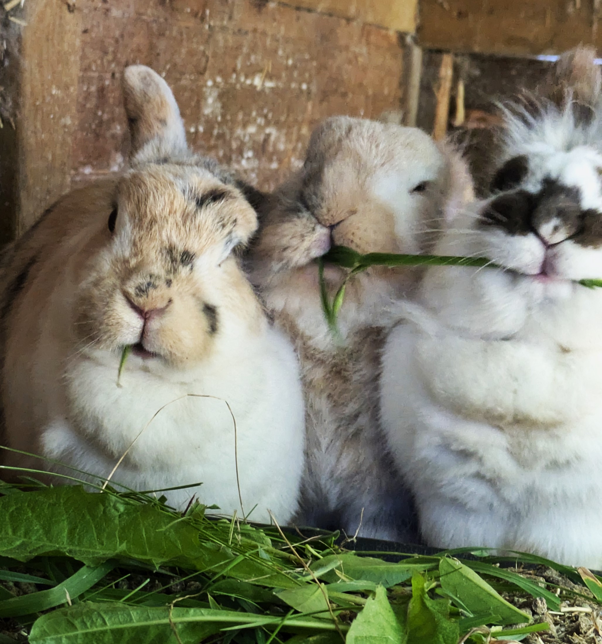 Les lapins DE NOTRE MINI FERME - CAMPING SITES ET PAYSAGES LE NEPTUNE Côtes d'Armor